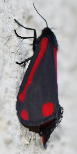 Réf. 325 310 : Tyria jacobaeae